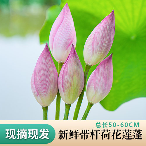 莲花新鲜花束非盆栽花绿植现摘切荷花莲蓬苞花卉水培植物室内