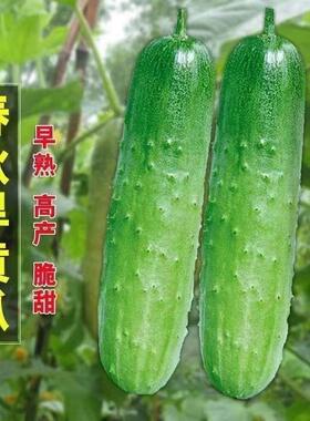 可生吃摘不败水果黄瓜种节节黄瓜春季阳台正宗水果黄瓜旱黄瓜包邮