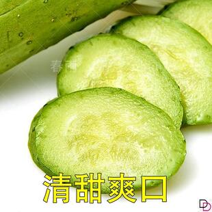 春秋播旱黄瓜秋黄瓜种籽苗油亮型大胡瓜四季春季春夏农家蔬菜种子