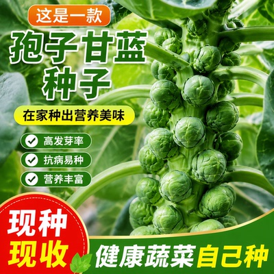 孢子甘蓝种子抱子甘蓝一年四季种种子小包菜卷心菜包心菜蔬菜种子