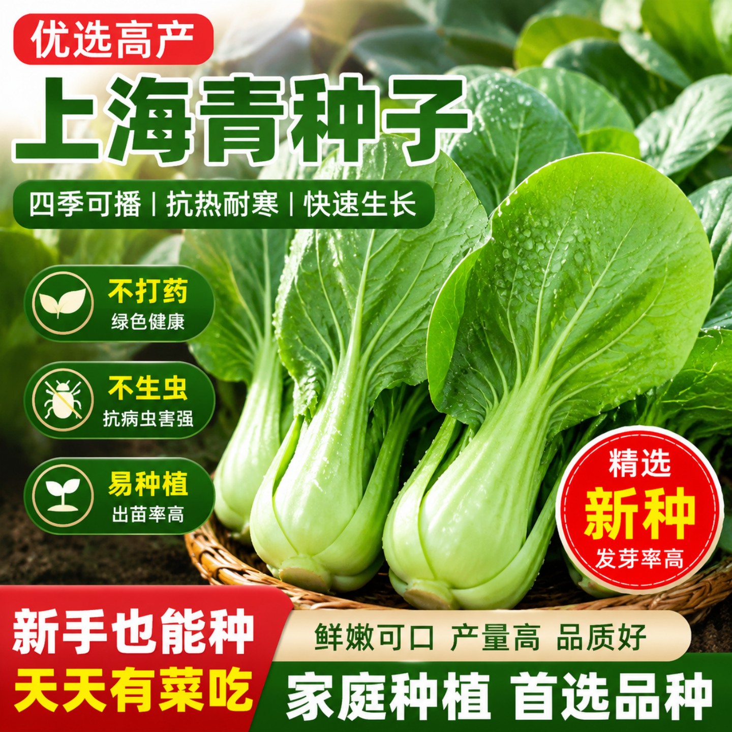 正宗上海青种子小青菜四季