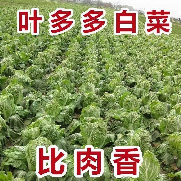 十八斤大白菜种子东北白