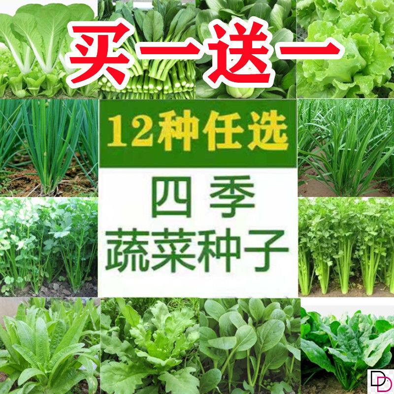 12种蔬菜种子套餐四季菜种子阳台盆栽绿植庭院易种秋冬季蔬菜种子