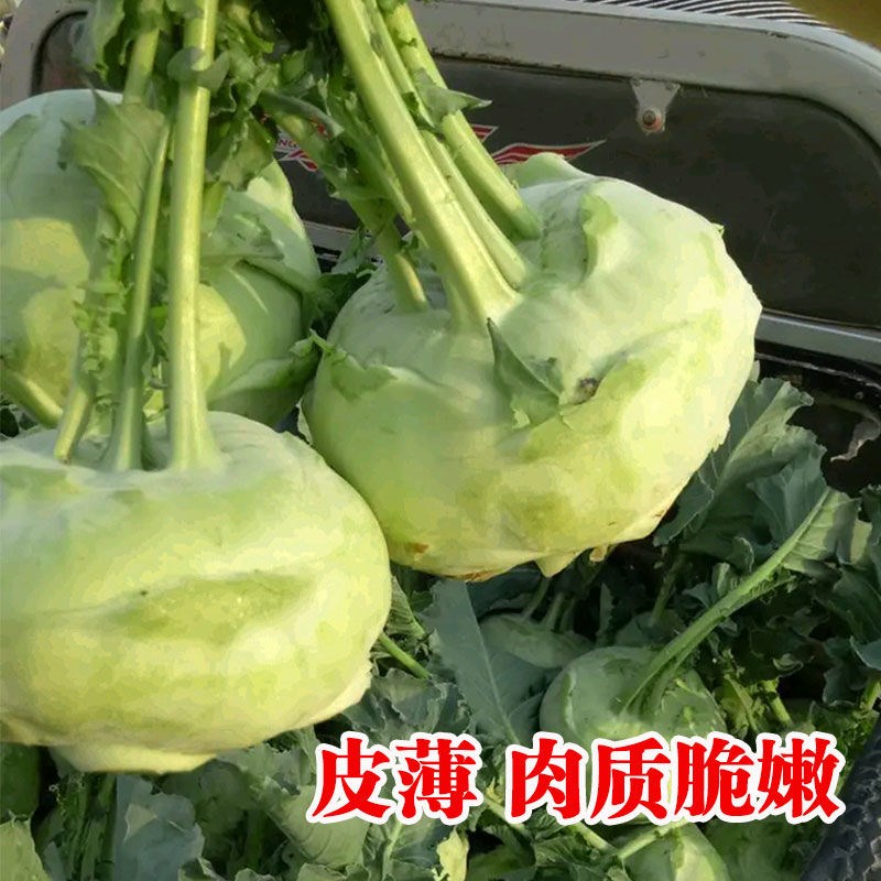 春秋青苤蓝种子生吃水果绿苤蓝四季春秋栽培球茎甘蓝种子蔬菜种子