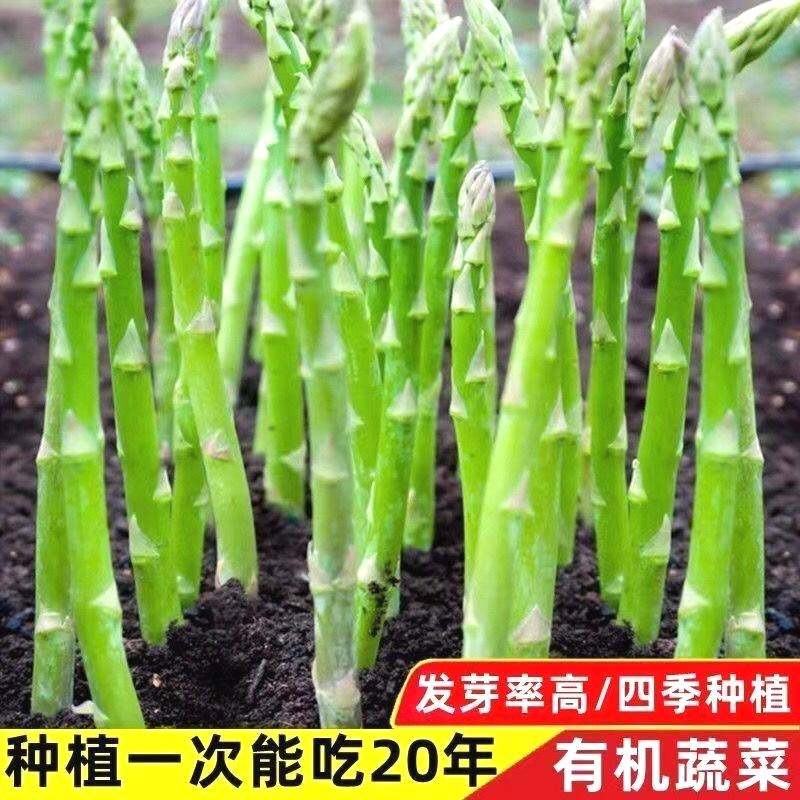 芦笋籽种四季种植蔬菜之王进口绿芦笋...