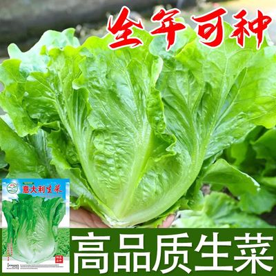 意大利玻璃生菜种子耐寒耐热