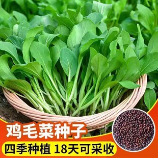 速生鸡毛菜种子小油菜小白菜生长快易种植盆栽阳台庭院耐热抗寒