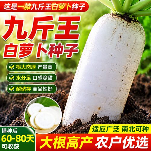 特大九斤王四季播种白玉萝卜种子