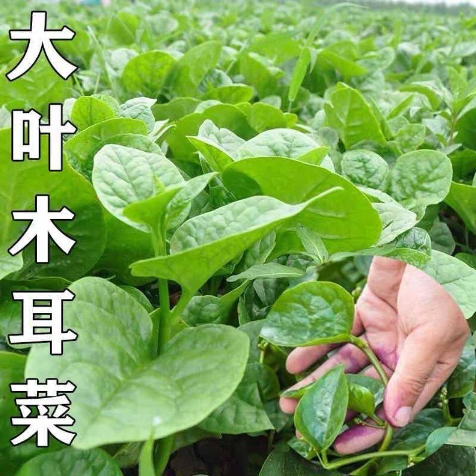 大叶木耳菜种子圆叶肉厚豆腐菜四季种植阳台田园蔬菜种子