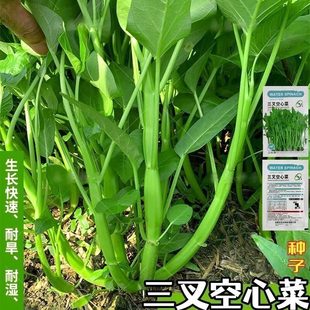 【今年新种】三叉空心菜种籽通心菜种子四季高产盆栽大叶青菜种子