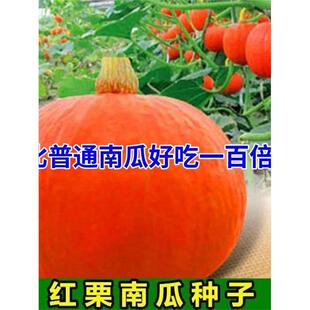 A红贝贝南瓜种子板栗香甜粉糯红皮小金瓜种籽四季阳台农家蔬菜种