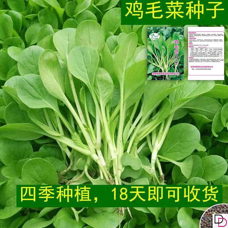 全新鸡毛菜种子四季播种抗热耐寒蔬菜种子小白菜籽有机小青菜籽-封面