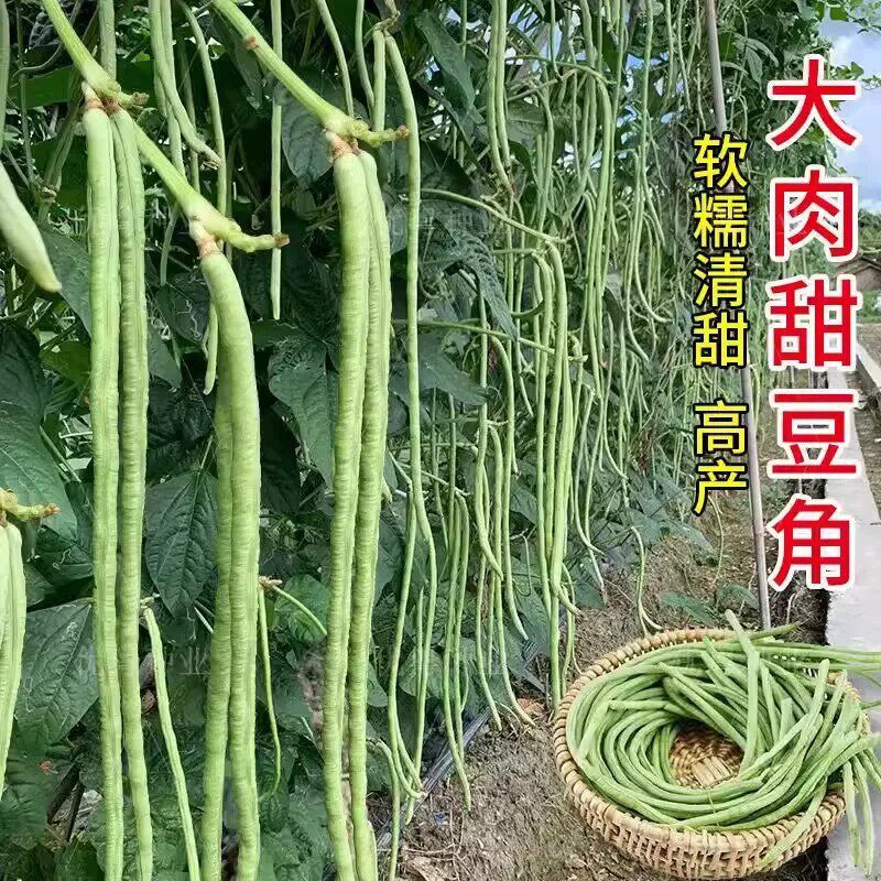 超好吃大肉糯米甜豆角种子白长豆角春夏秋播白玉长豇豆易种蔬菜孑