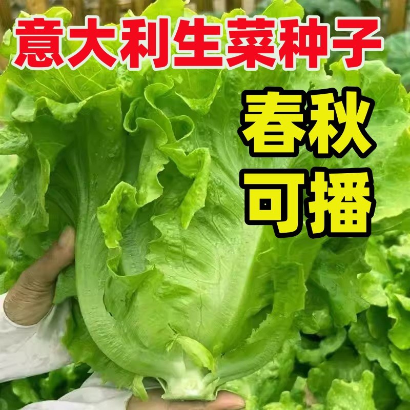 意大利生菜种子籽抗热耐抽苔全年生菜四季种植家庭阳台菜园易种植,鲜花速递/花卉仿真/绿植园艺,家庭园艺种子,淘宝优惠券,粉丝福利购,淘宝优惠卷