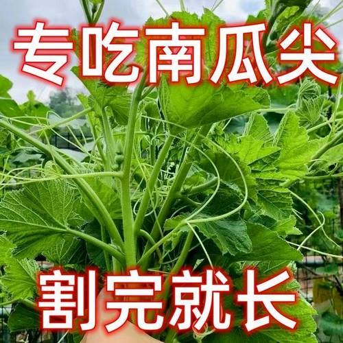 专吃南瓜藤种子春秋季播种