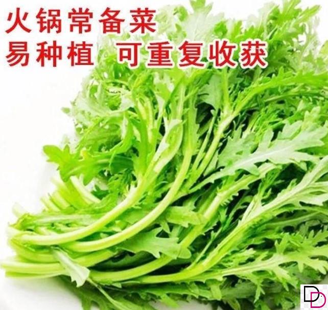 小叶茼蒿菜种子皇帝菜花
