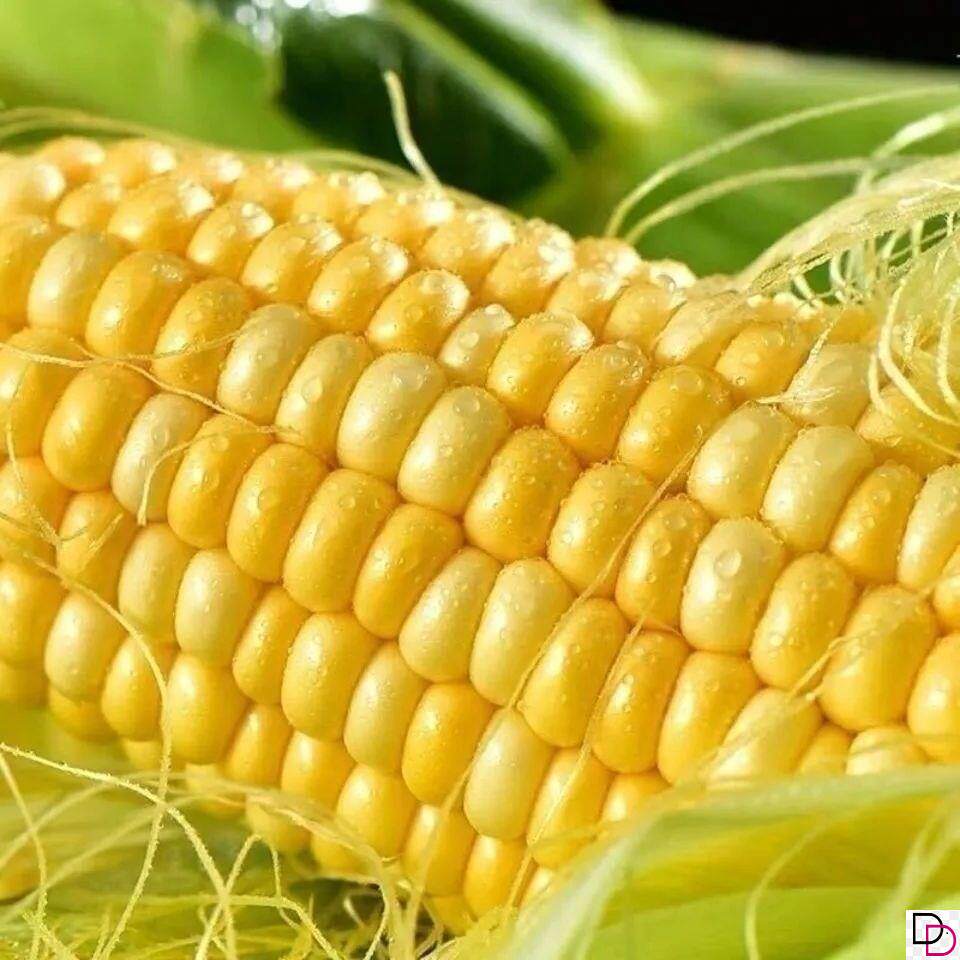 白甜加糯玉米种子甜软糯白玉米种籽高产量耐热抗病早熟粮食种子属于什么档次？
