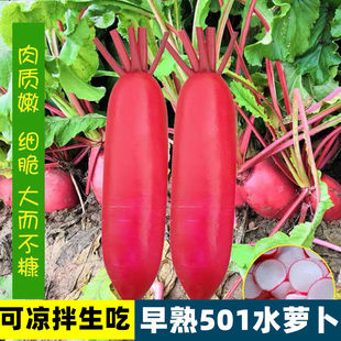 老不糠501水萝卜种子红皮白心萝卜种籽大全高产春季秋季蔬菜种孑