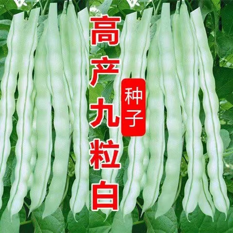 九粒白芸豆种子摘不败豆角