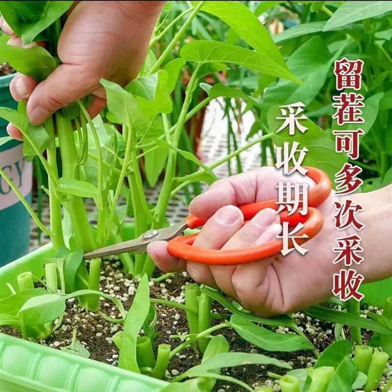 正宗特级三叉空心菜种籽高产柳叶通心菜种子四季阳台盆栽蔬菜种子