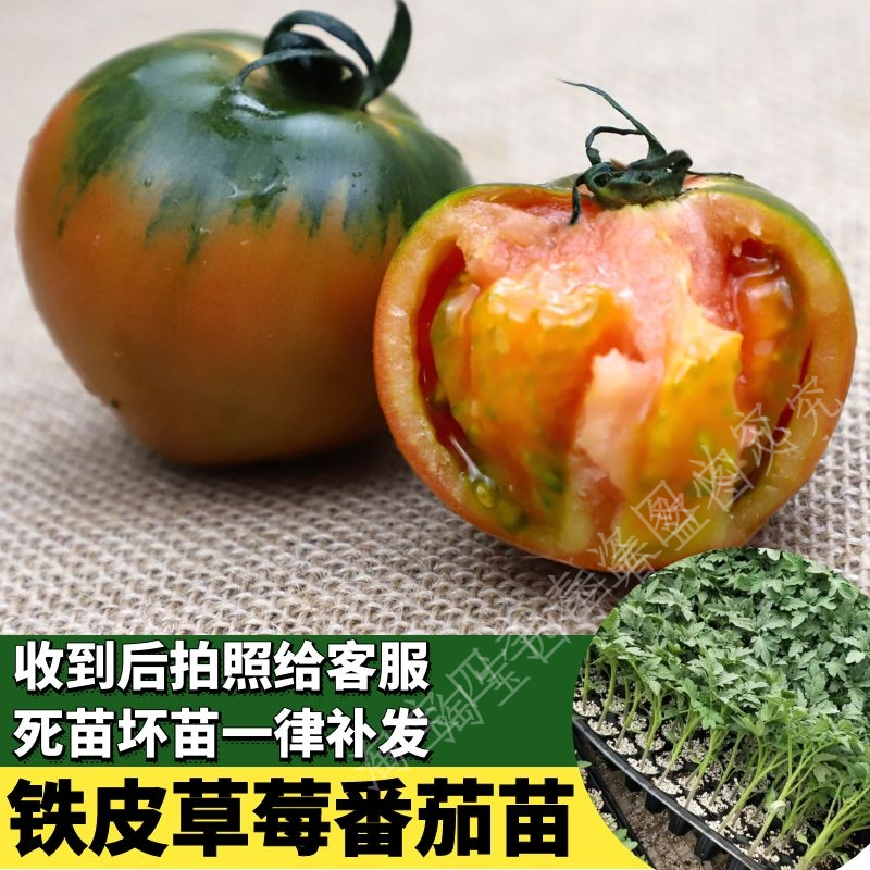 草莓水果番茄种子柿子
