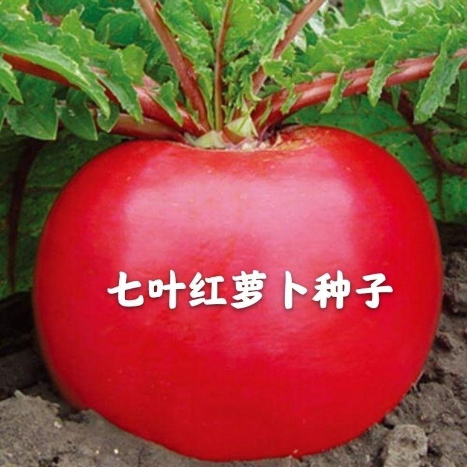 大红萝卜种籽东北大红圆萝卜种子春夏秋季红皮水萝卜阳台蔬菜种孑