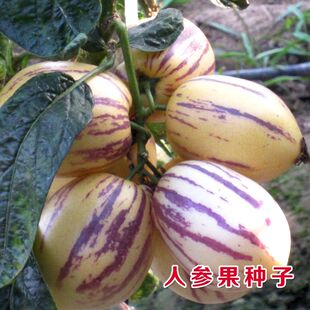 人参果种子人身果种籽特色水果种孑四心室黄心高产大面积四季种籽