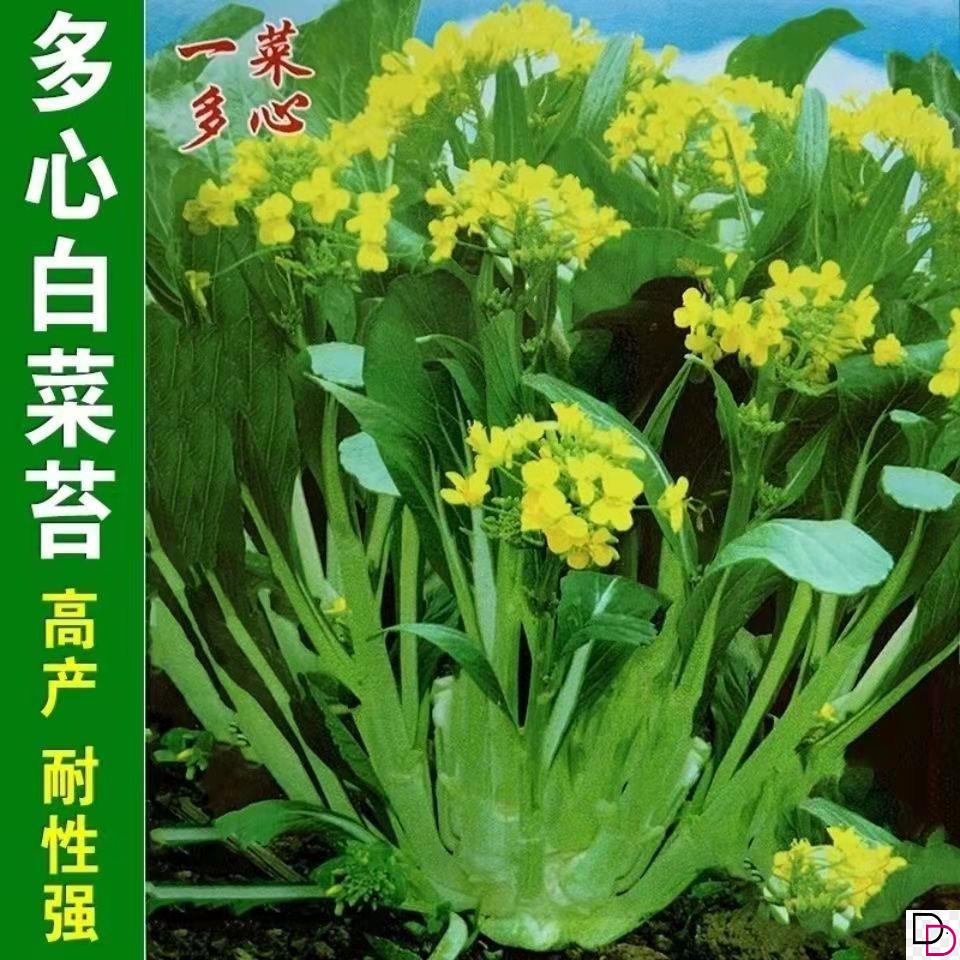 广东甜连州菜心种子一年四季20天多子多孙菜苔油青菜种籽蔬菜种孑-封面