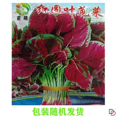 苋菜种子大圆叶红苋菜种