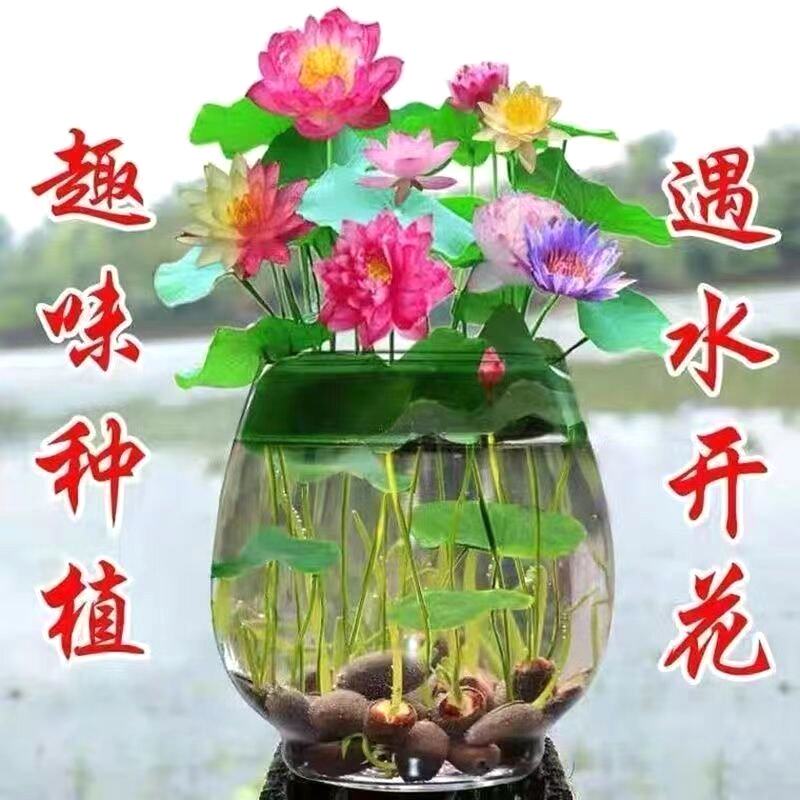 四季播种碗莲种子已开口水培植物睡莲荷花籽阳台室内盆栽绿植荷花
