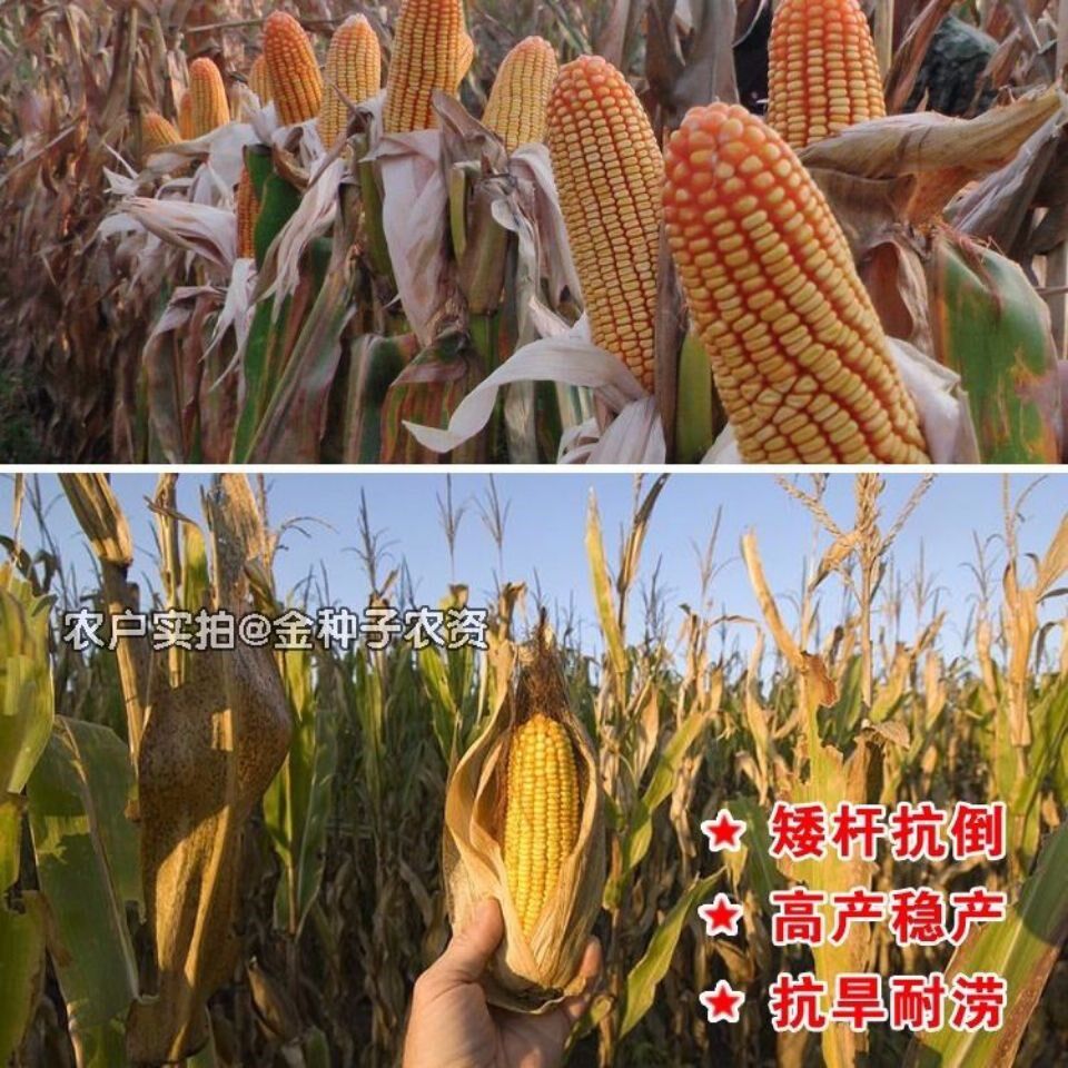 矮大棒/沈玉21 大田种植杂交玉米种子基地 高产大穗抗病国审玉米