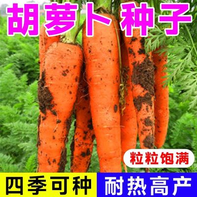 九寸参胡萝卜种子四季高产蔬菜籽