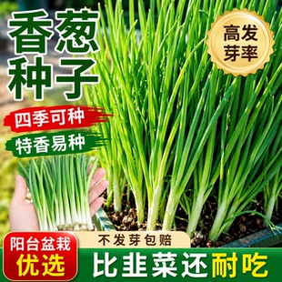 四季小香葱种子春季阳台盆栽庭院农家作物播种植分葱疏蔬菜种籽孑