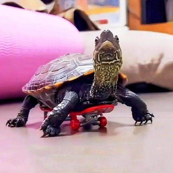 SUN Mini Small Skateboard For Turtles Parrot Turtle Toy