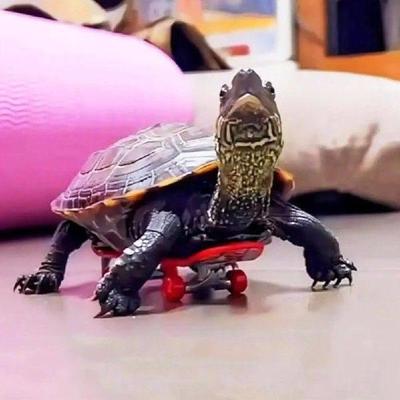 SUN Mini Small Skateboard For Turtles Parrot Turtle Toy