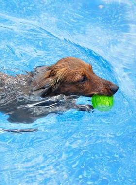 Pet Dog Cat Puppy Sounding Toy Polka Squeaky Tooth Cleaning