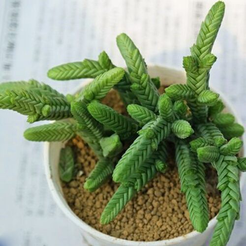 若绿多肉植物价格 若绿多肉植物图片 星期三