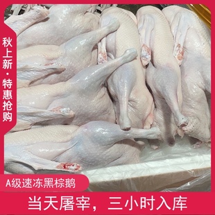 茶餐厅烧鹅原材料乌鬃鹅 广东清远黑棕鹅整只酒店现杀新鲜光鹅港式