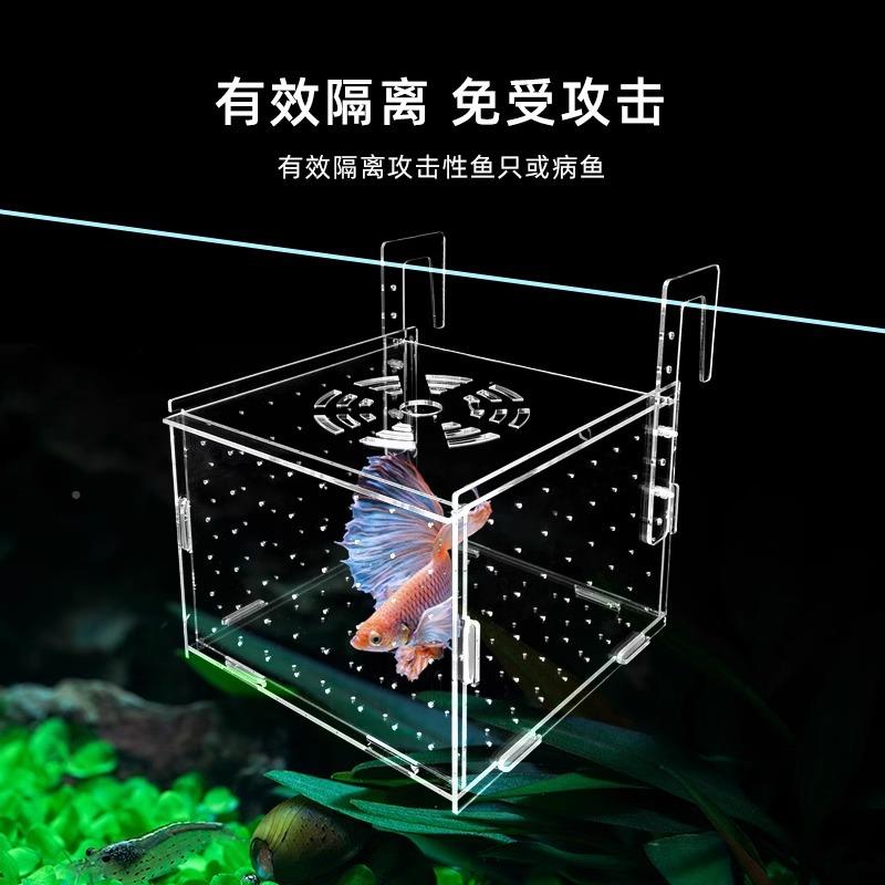 鱼缸隔盒亚克力孔雀OOP隔离盒隔乌龟鱼鱼苗斗鱼热带鱼幼离鱼小鱼