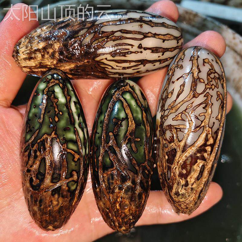 通用型家用眼菩提籽子原千料天然菩提