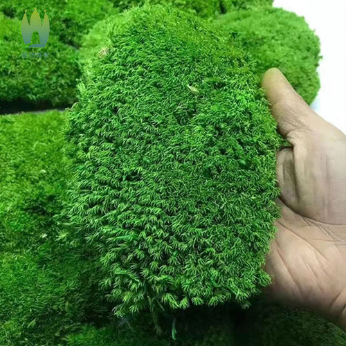永生苔藓植物墙真白发藓室内造景