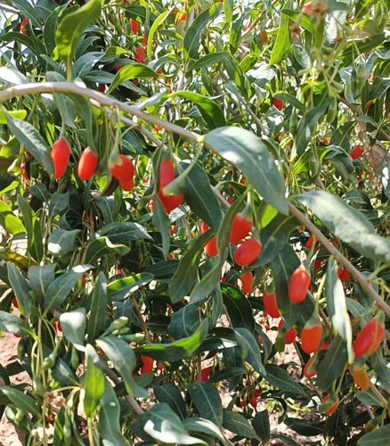 （干货）宁夏无硫枸杞头茬 自然晾晒500g个别会有瑕疵