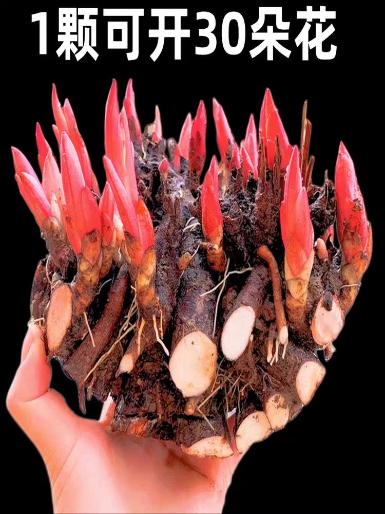 重瓣芍药花带芽根块6到8芽耐寒多年生阳台庭院浓香花净化空气