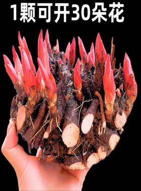 造景创意外国园艺芍药真园子花盆子栽四季农场根块 绿色植文创苗