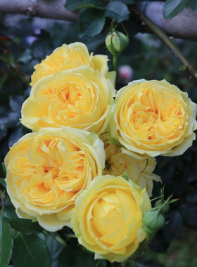 卡特琳娜日月切花月季正黄色直立大包子多季勤花耐热灌木庭院阳台