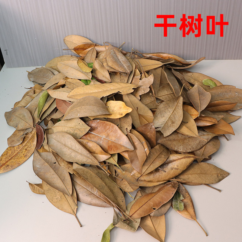 广玉兰叶子干树叶自然风干装饰