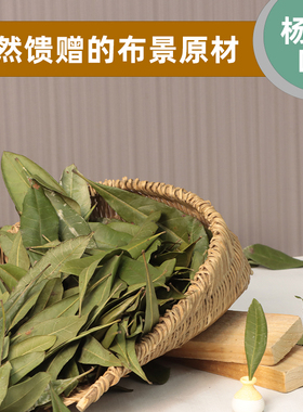 杨梅树叶植物拼贴画标本幼儿园diy 枯叶天然树叶干花拍摄道具背景