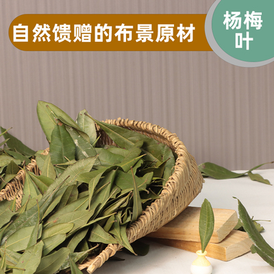 杨梅树叶植物拼贴画标本幼儿园diy 枯叶天然树叶干花拍摄道具背景