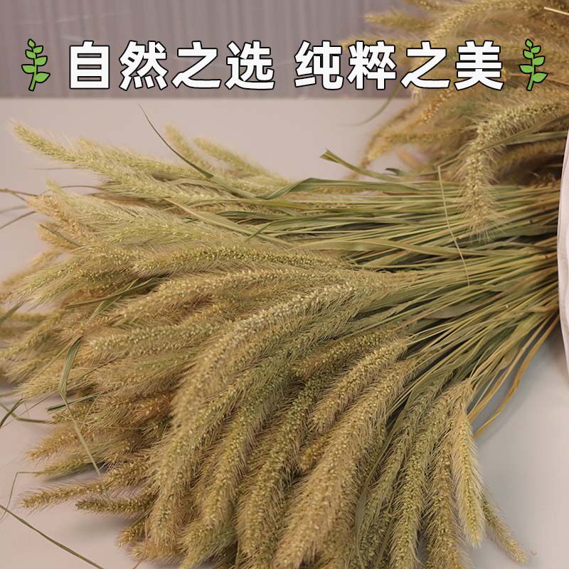 狗尾巴草干花客厅家居桌面摆件