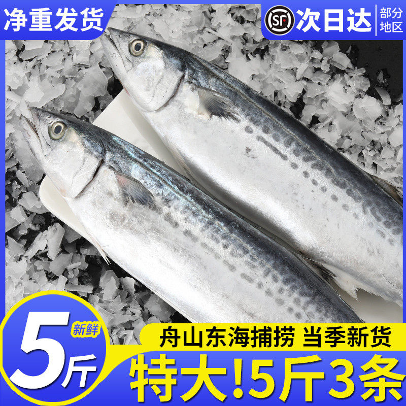 特大鲅鱼新鲜冷冻马鲛鱼海捕燕鲅鱼马胶鱼海鲜水产整箱5斤大马交